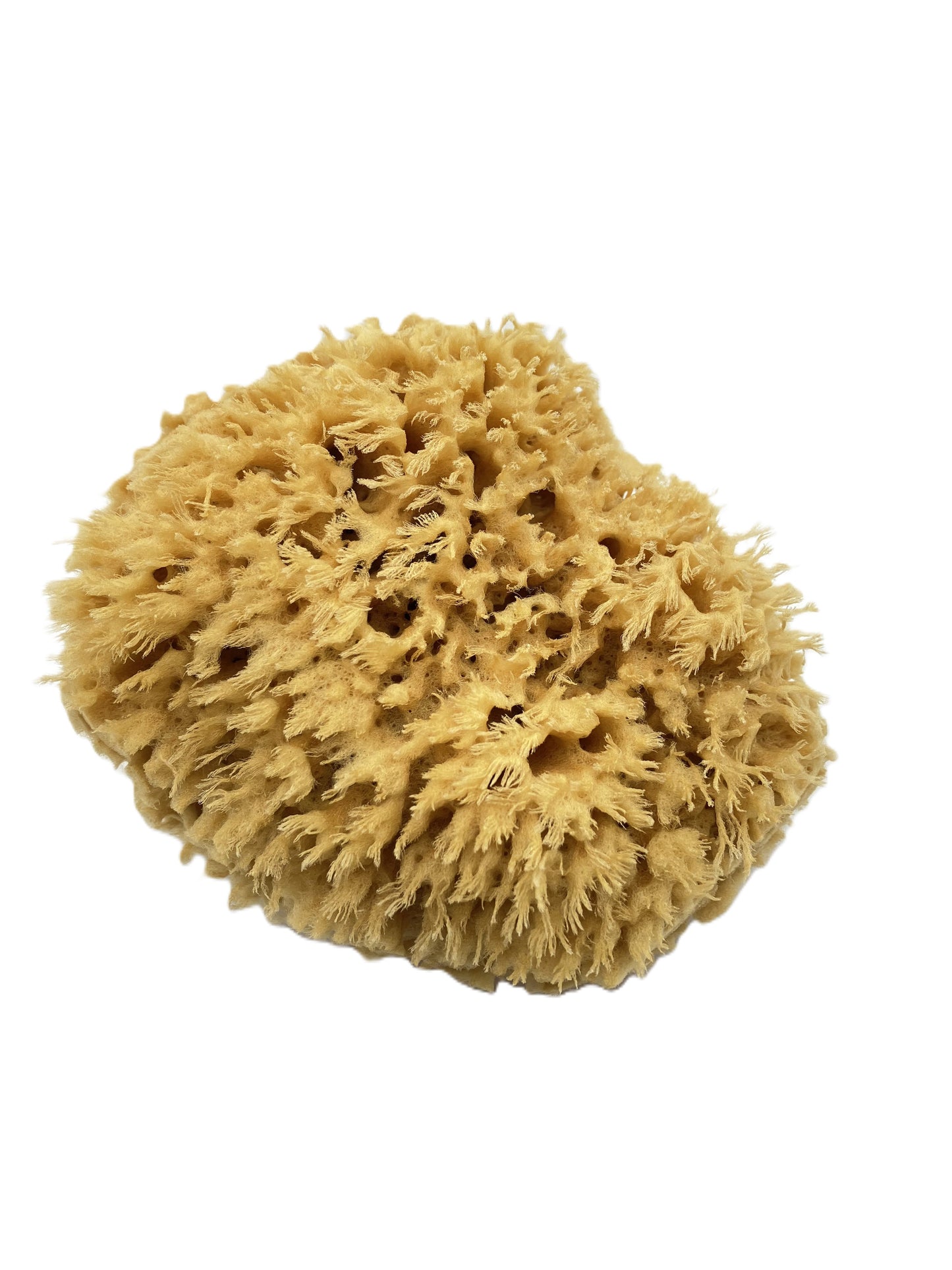 Sea Sponge